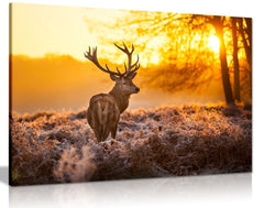 Red Deer In Morning Sun Canvas