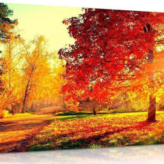 Autumn Trees And Leaves Canvas