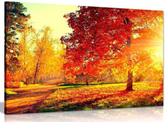 Autumn Trees And Leaves Canvas