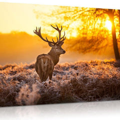 Red Deer In Morning Sun Canvas